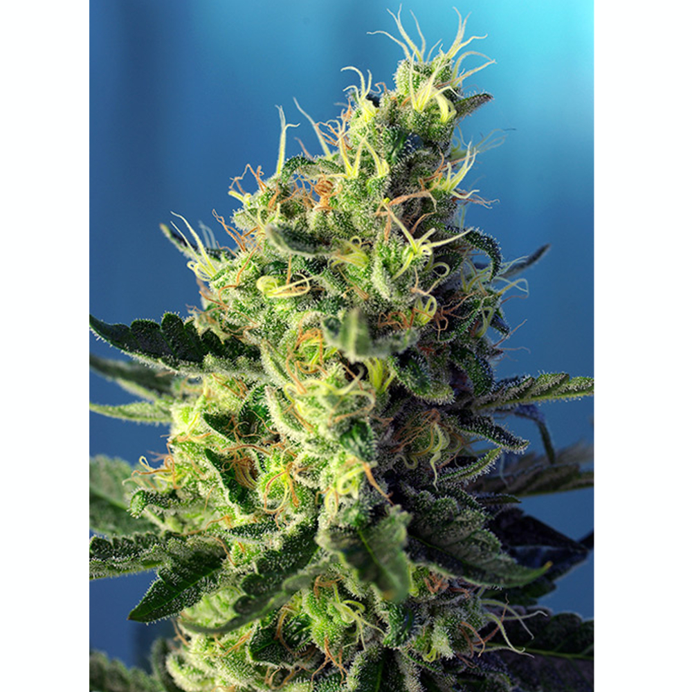 Sweet_Seeds_SWEET_PURE_CBD_BSW.070_fuyz-rp.jpg