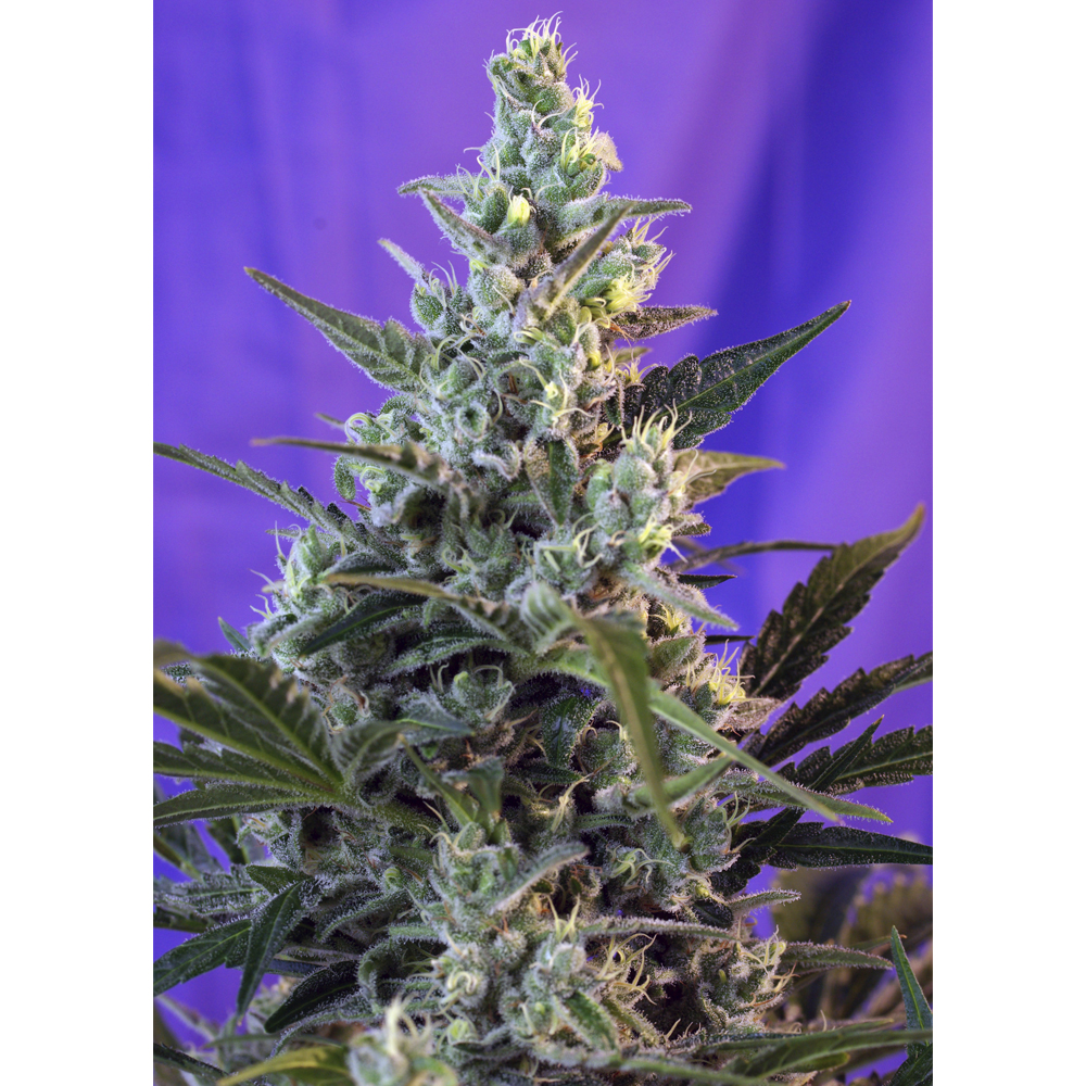 Sweet_Seeds_Sweet_Skunk_Fast_BSW.054.jpg