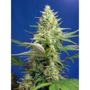 Sweet Pure Auto CBD 3+1