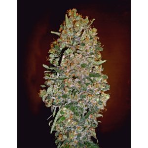 Auto Chocolate Skunk