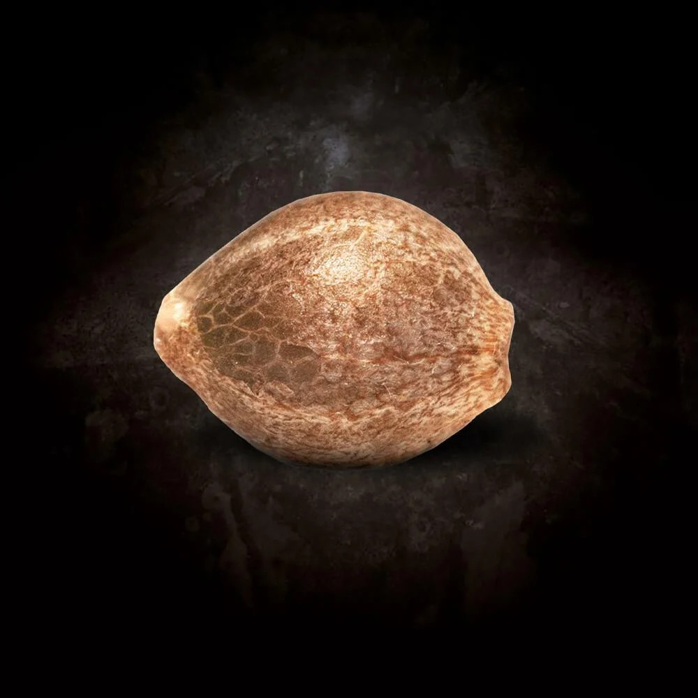 Auto Kong 4 - Imagen 3
