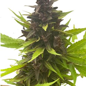 Auto Purple CBD Rich