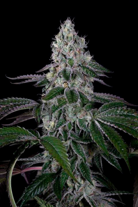 Wedding Cake 5 fem.