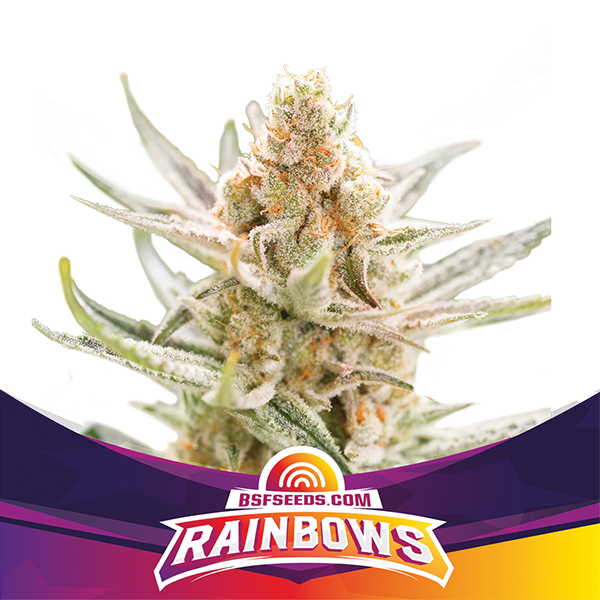 Rainbows