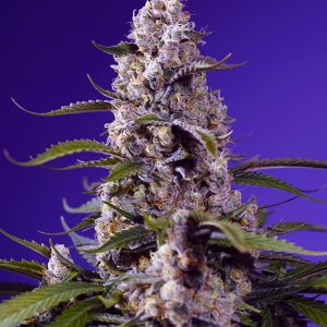 Banana Cream Cake XL Auto