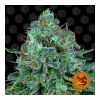 Critical Kush
