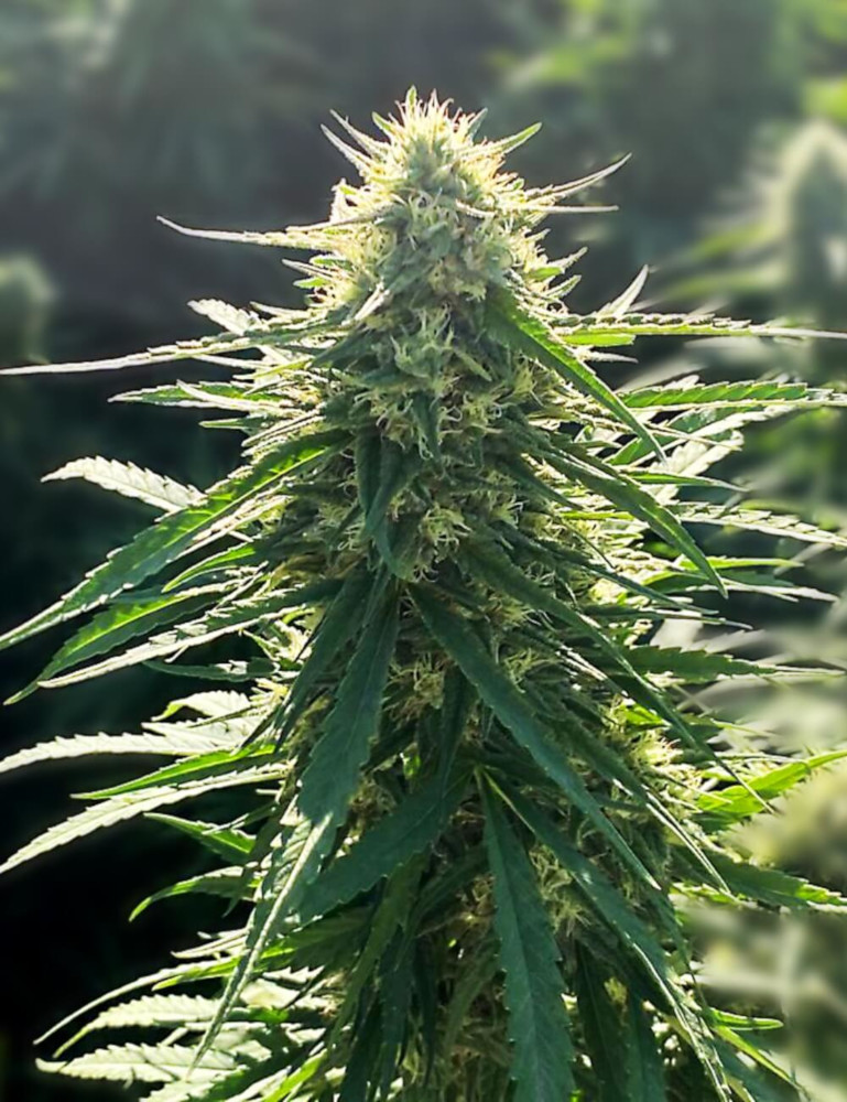 Biorelief CBD