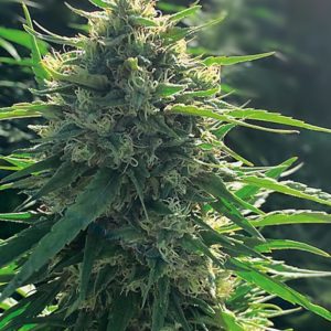 Alternative view of Biorelief CBD