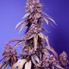 Black Muffin F1 FV