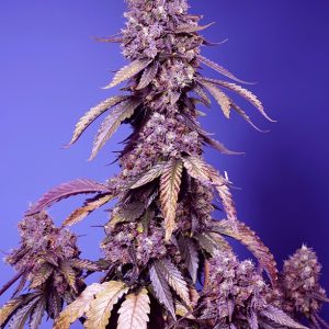 Black Muffin F1 FV