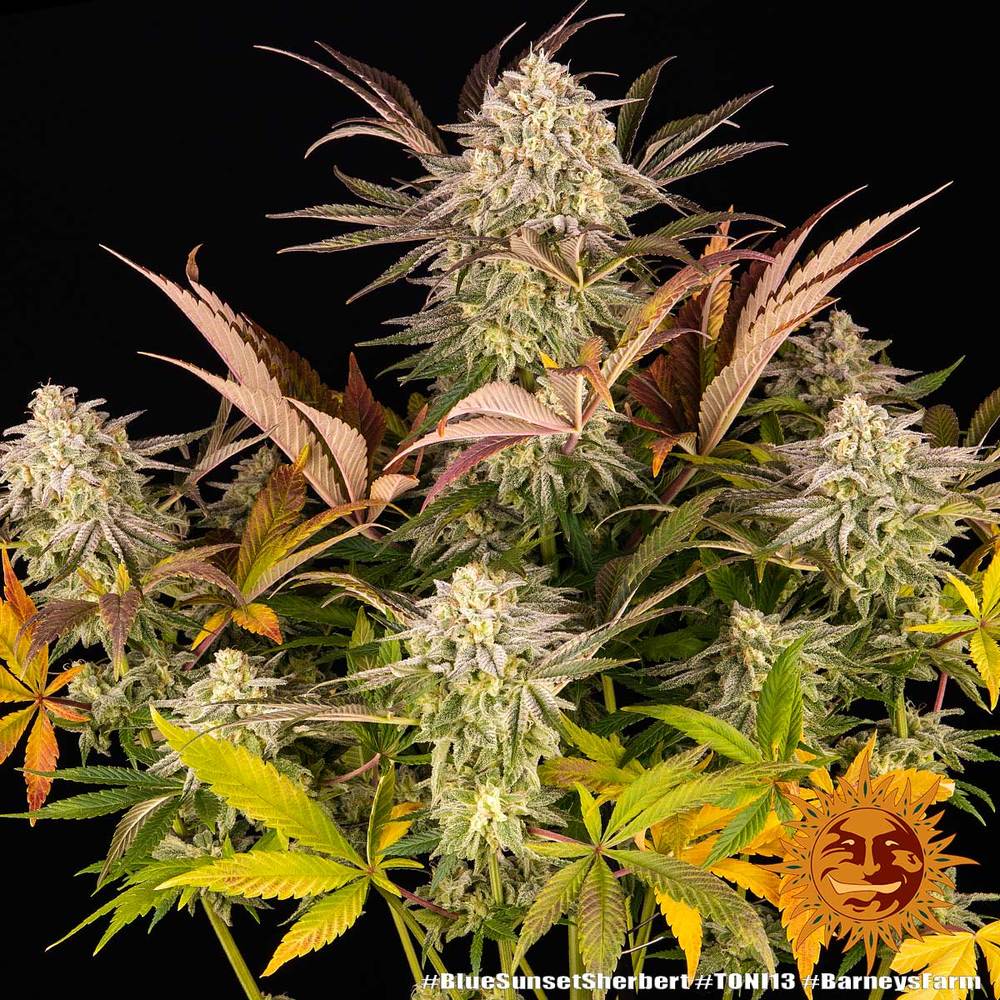 Blue Sunset Sherbert - Imagen 3