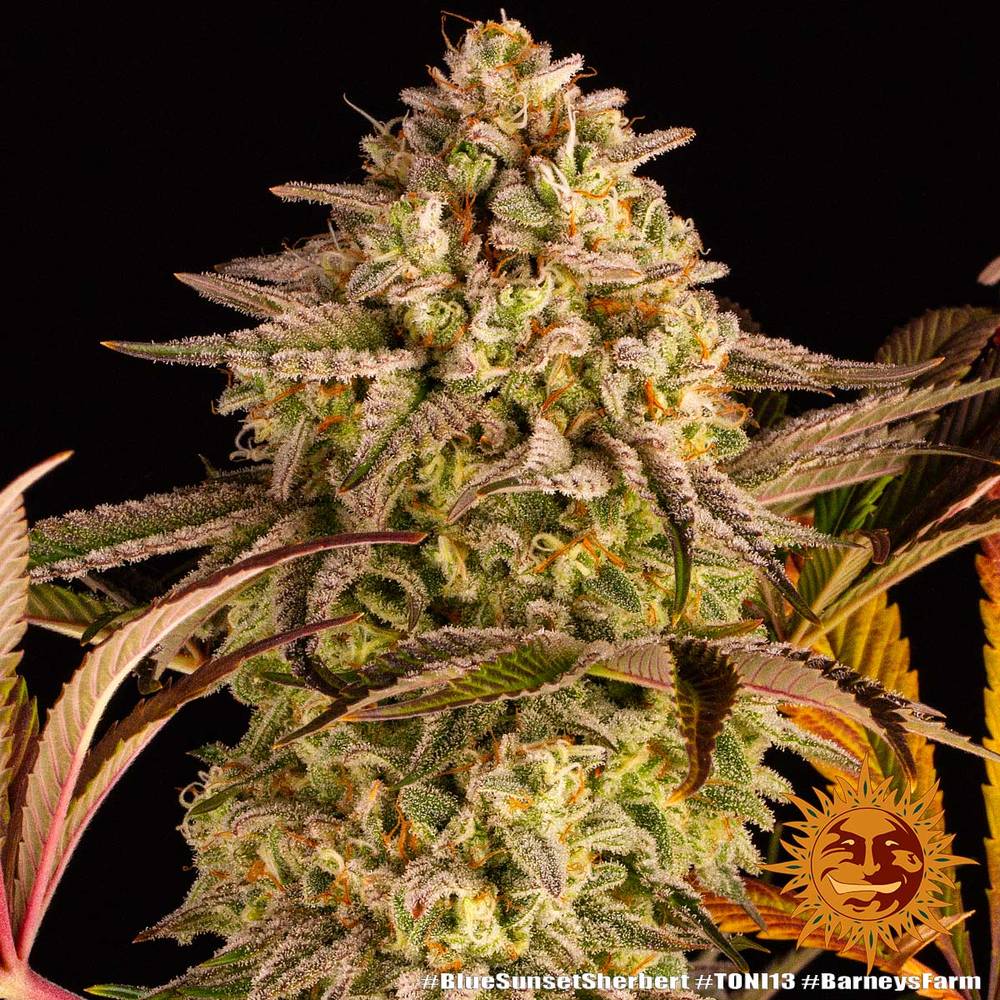 Blue Sunset Sherbert - Imagen 2