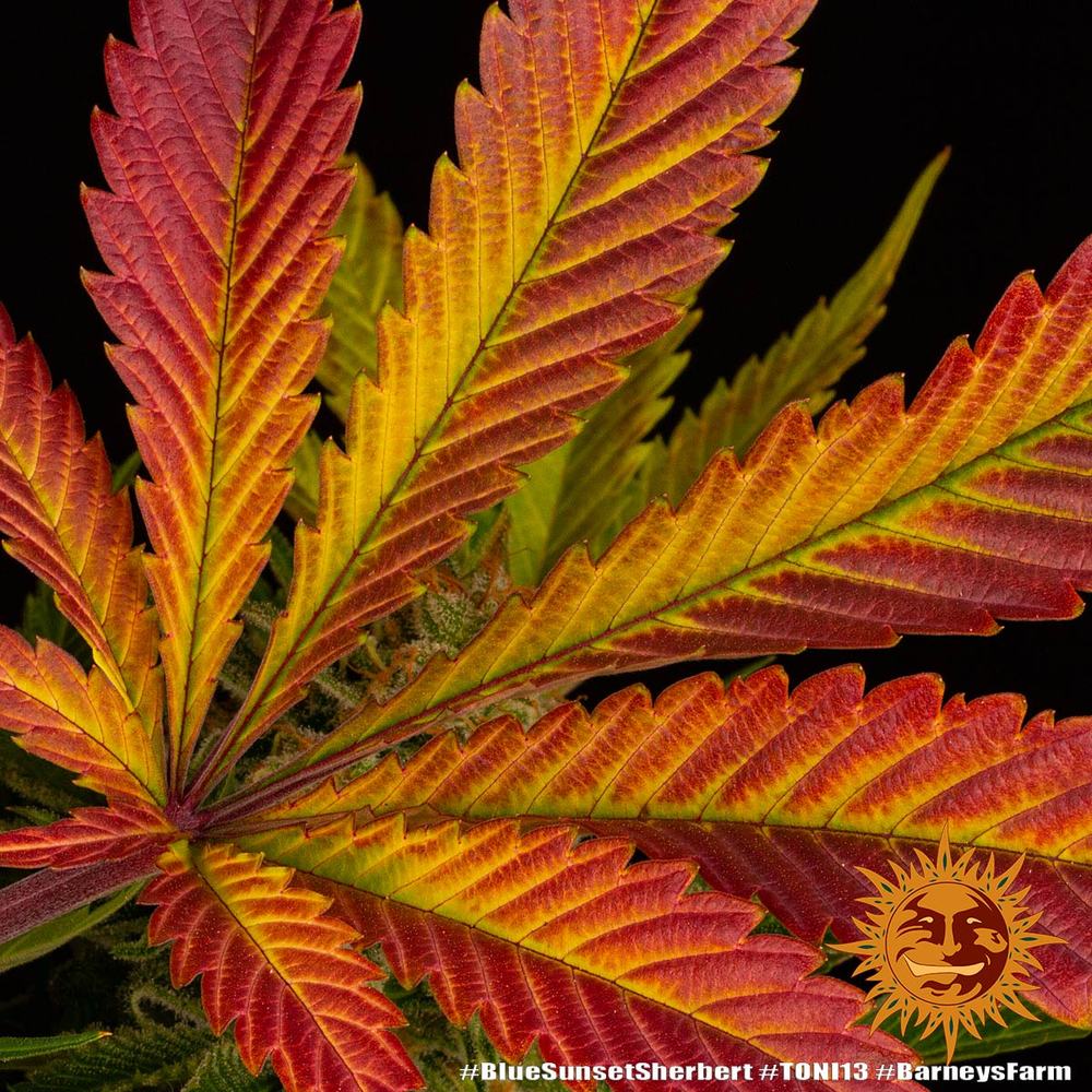 Blue Sunset Sherbert - Imagen 4