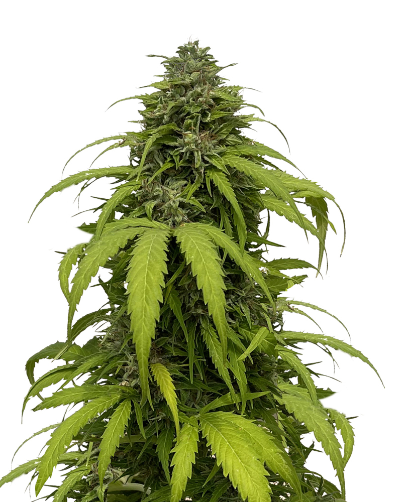 CBG Strong auto