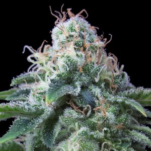 Dr. Lemon O.G