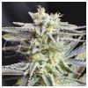 Sugar Black Rose
