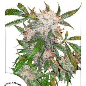 AutoWhite Widow
