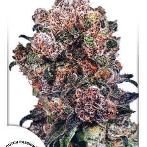 Blueberry