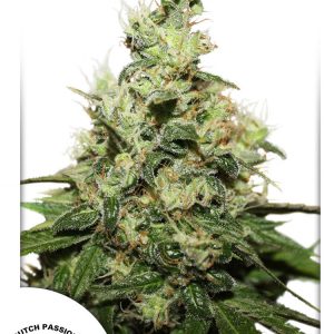 CBD Kush