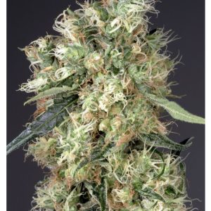 Dutch Haze