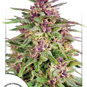 Frisian Dew