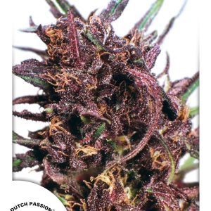 Purple #1