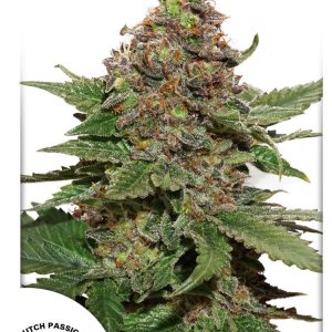 Strawberry Cough