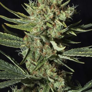Only CBD 3+1