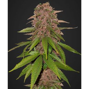C4 Auto