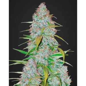 Californian Snow Auto