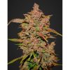 Crystal METH Auto