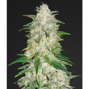 Gelato Auto