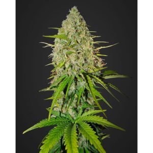 Grapefruit Auto