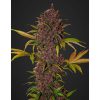 LSD-25 Auto