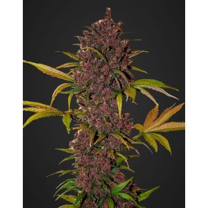 LSD-25 Auto