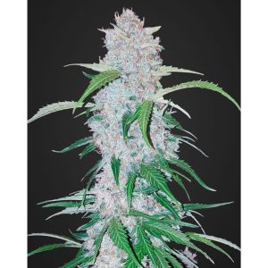 Six Shooter Auto
