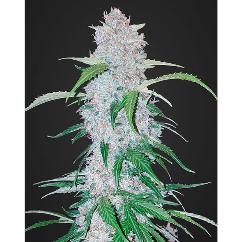 Six Shooter Auto