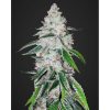 West Coast O.G.Auto