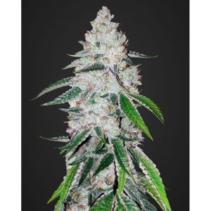 West Coast O.G.Auto