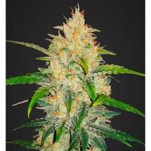 Zkittlez Auto