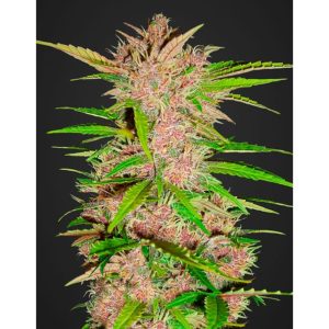 Fastberry Auto