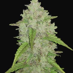 Original Auto Amnesia Haze