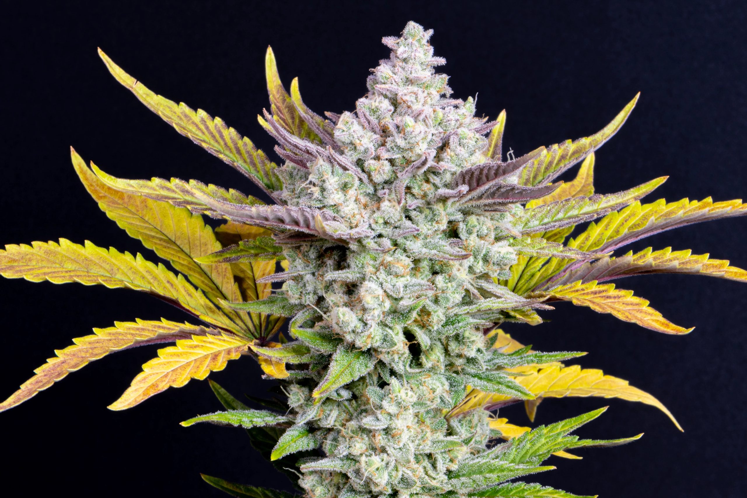 Gorilla Cookies Auto - Imagen 2
