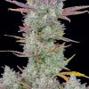 Gorilla Cookies Auto