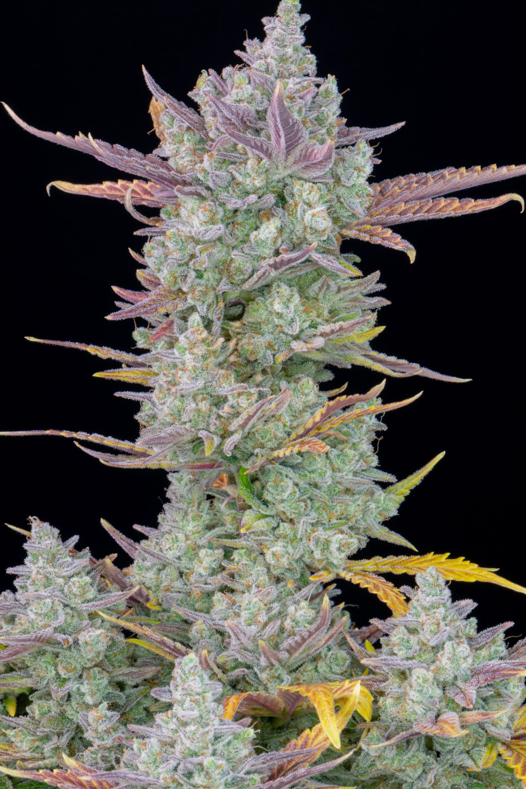 Gorilla Cookies Auto