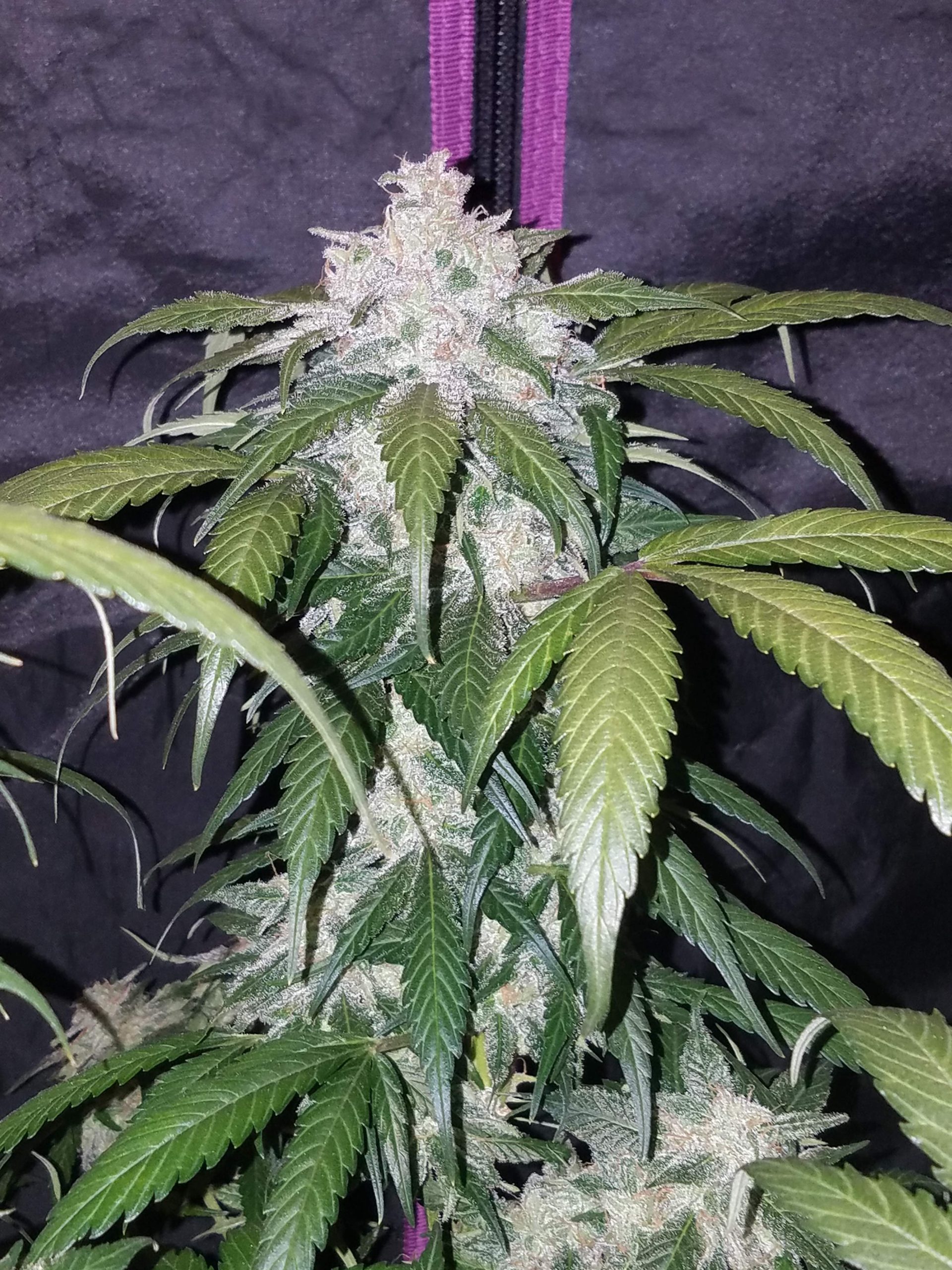 Pineapple Express Auto - Imagen 3