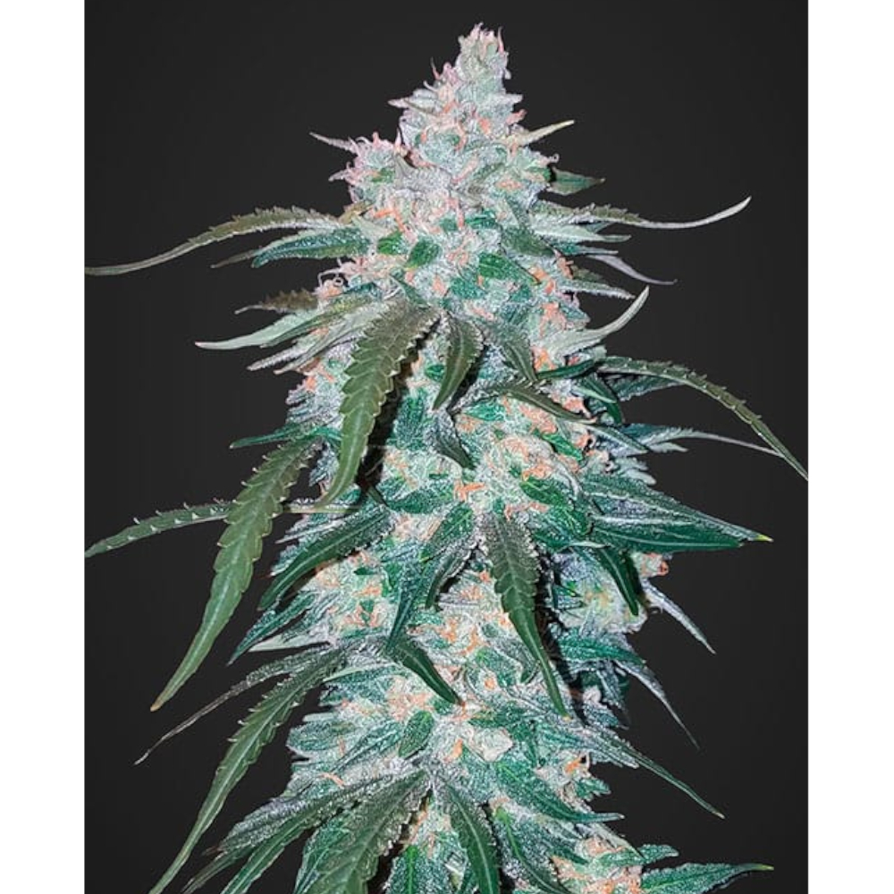 Pineapple Express Auto - Imagen 2