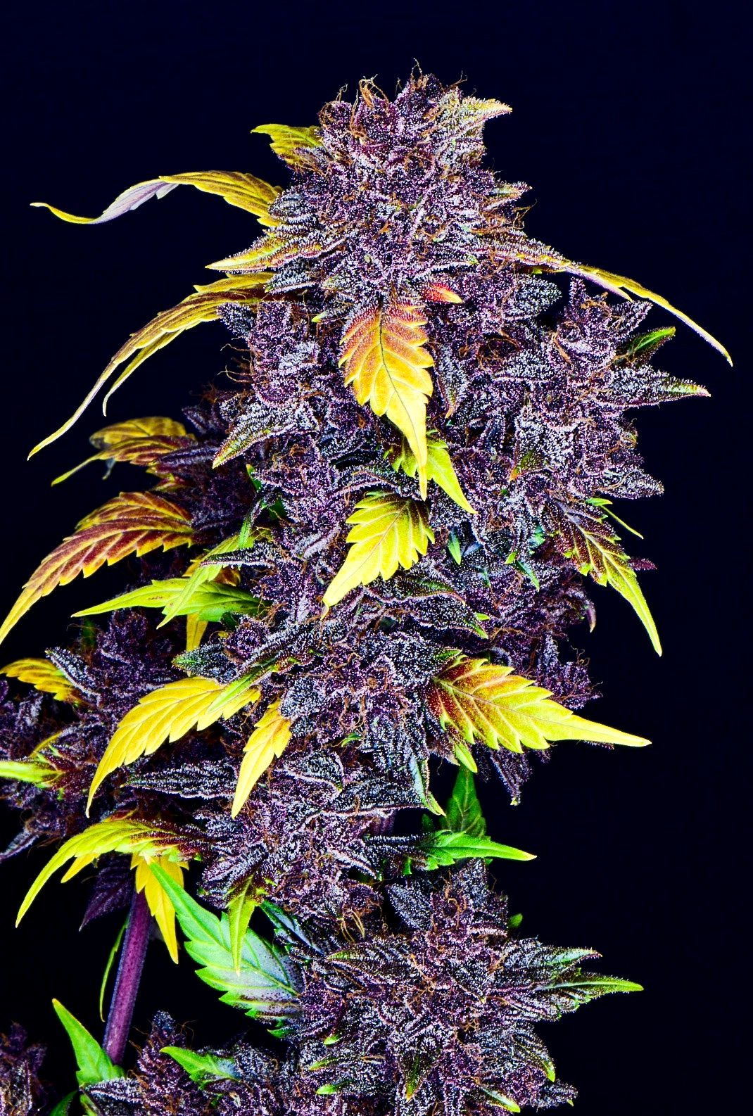 Purple Lemonade Auto - Imagen 2