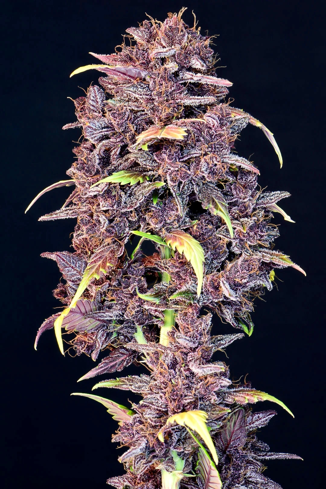 Purple Lemonade Auto