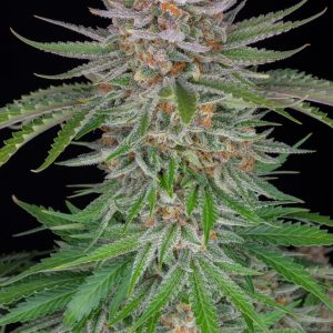 Strawberry pie Auto